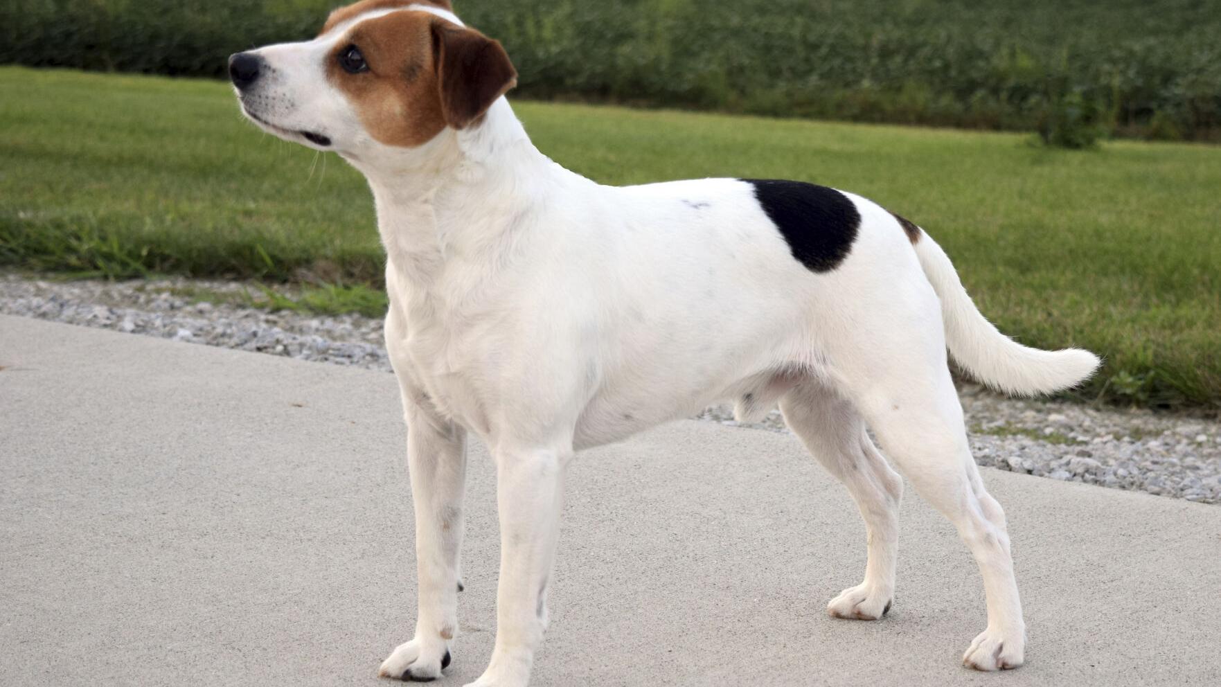 Meet the Danish-Swedish farmdog, the newest breed in the American Kennel Club's lineup